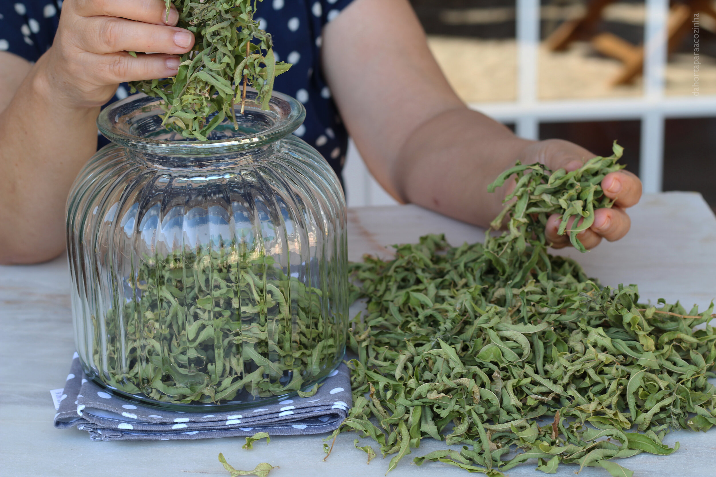 Dicas de Culinária - Como Conservar as Folhas de Ervas para Infusões e Tisanas