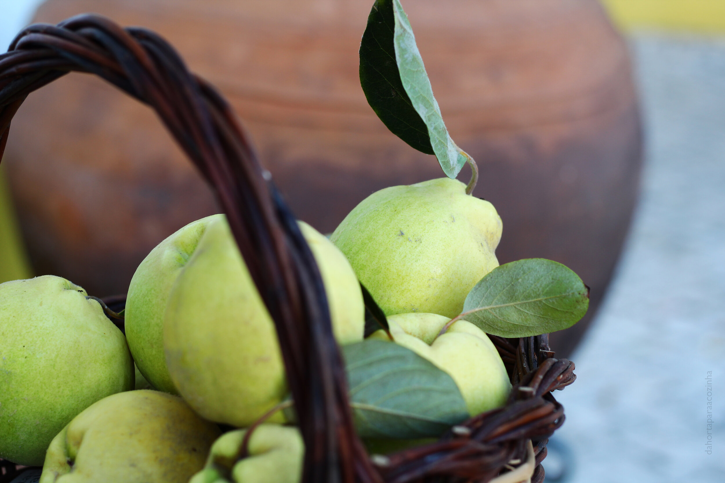 Diferenças entre Gamboas e Marmelos