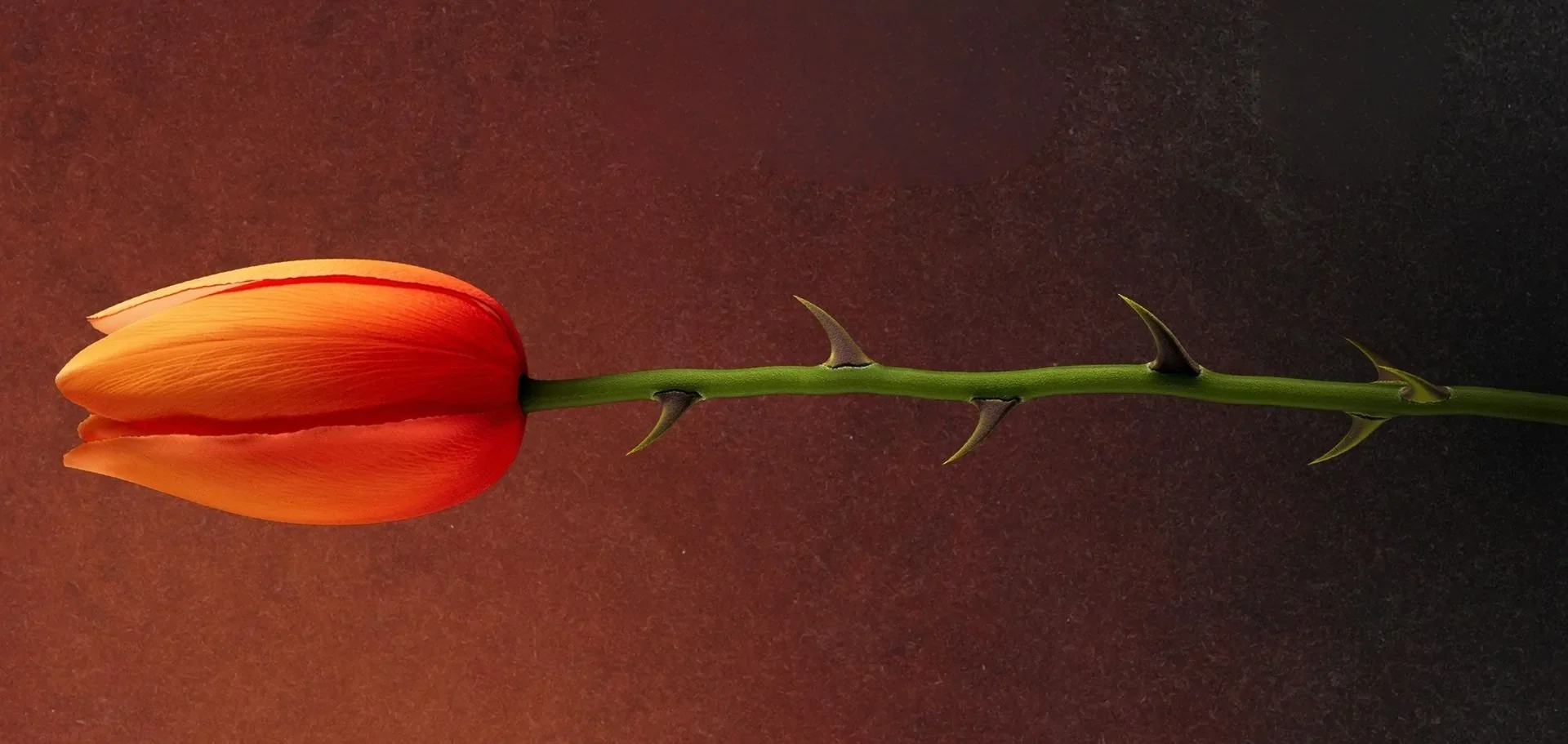 dutch lionesses Main-image-website-2.webp