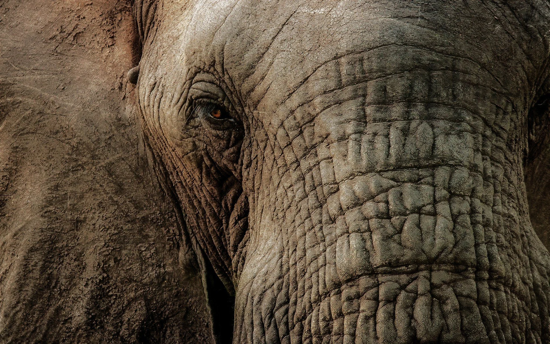 A Letter in Response to an Elephant