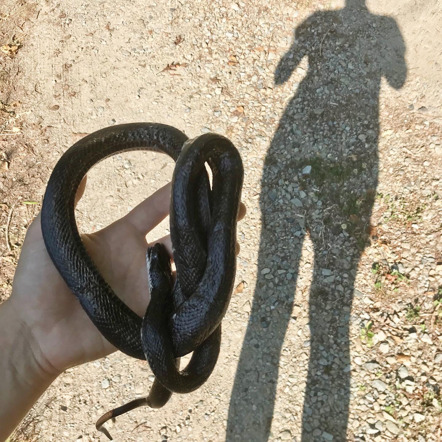 Shadows are to shed
