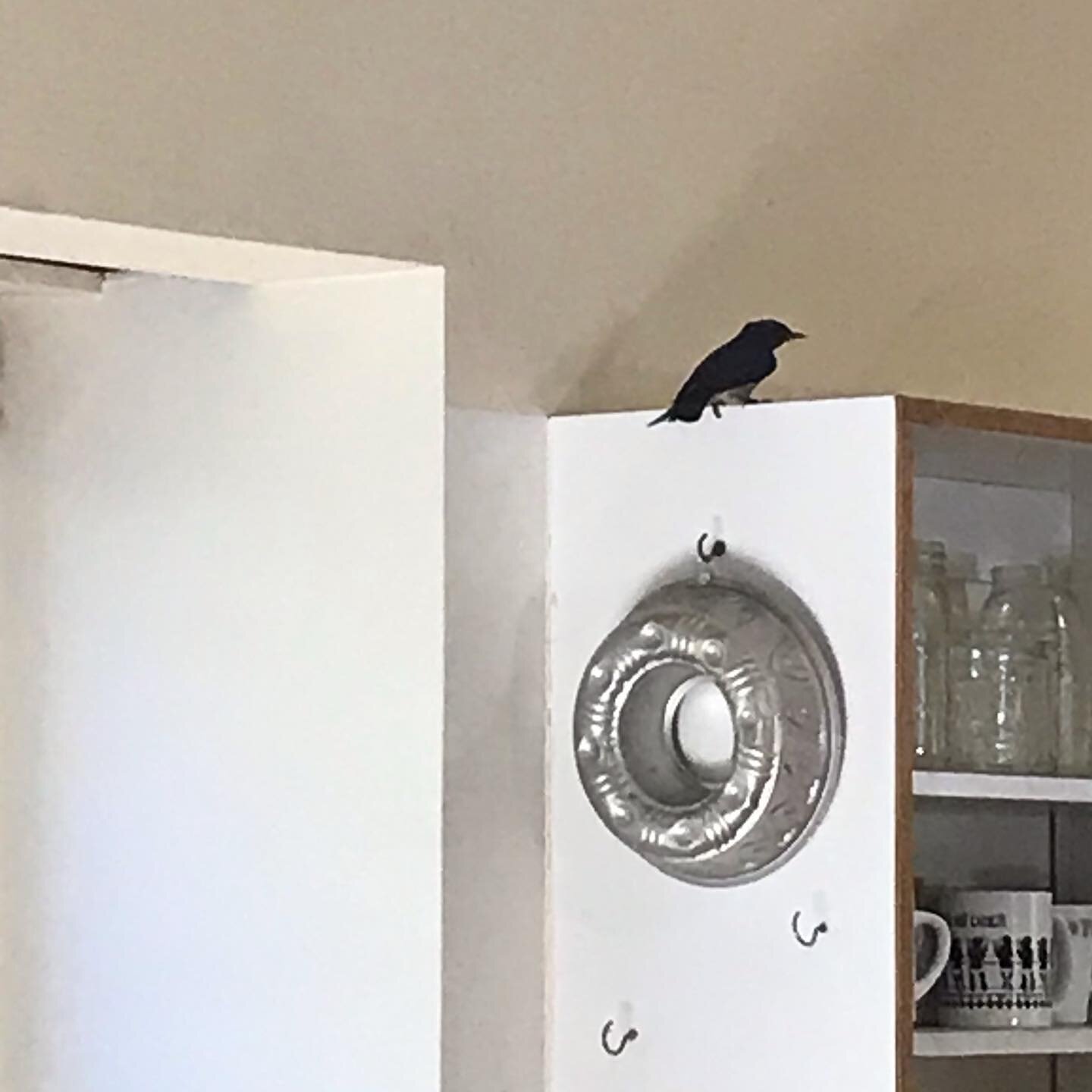 Bluebird rescued from the woodstove yesterday and another one rescued today. Many comings and goings at the house as of late