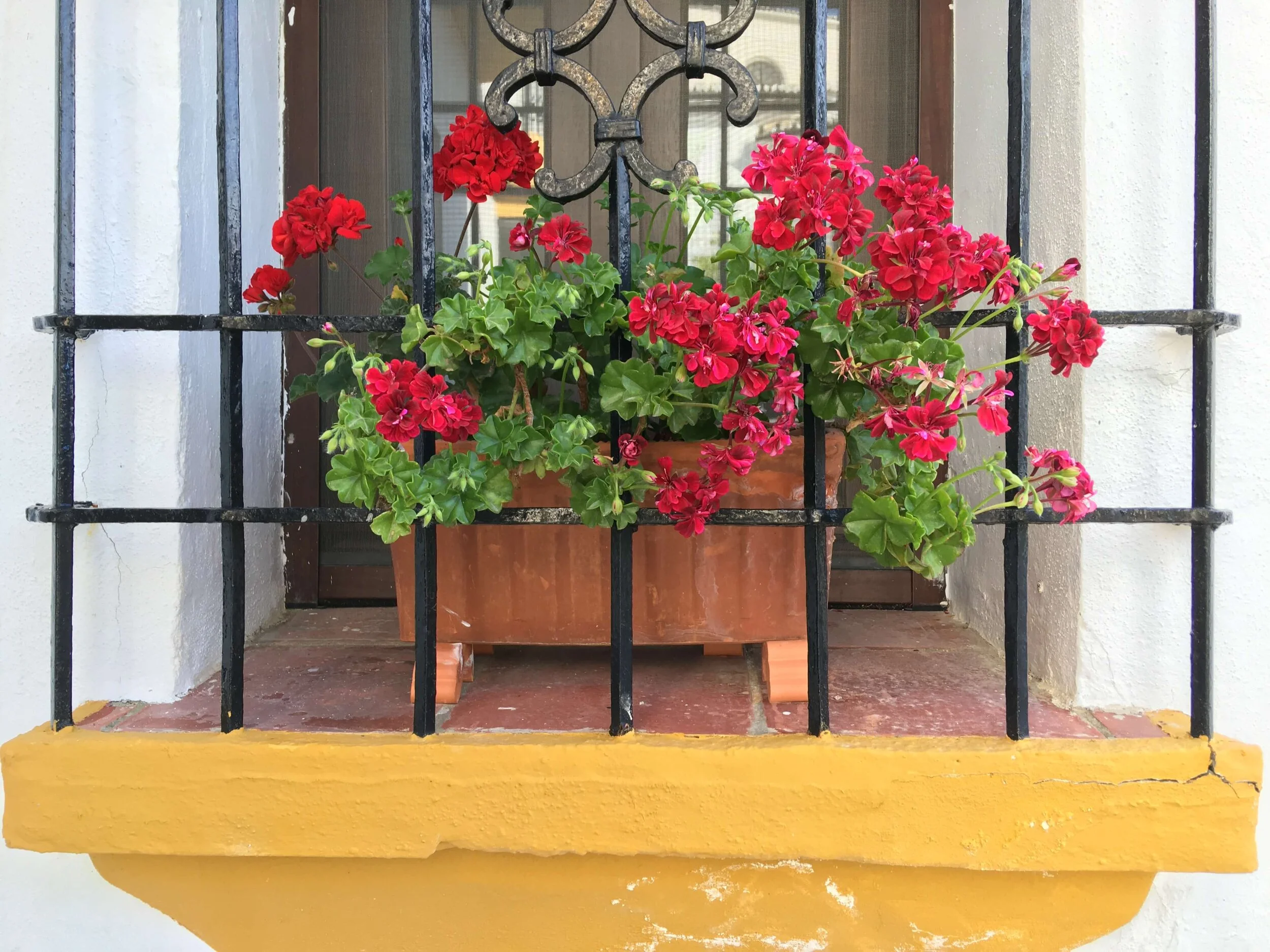 Flores en la ventana