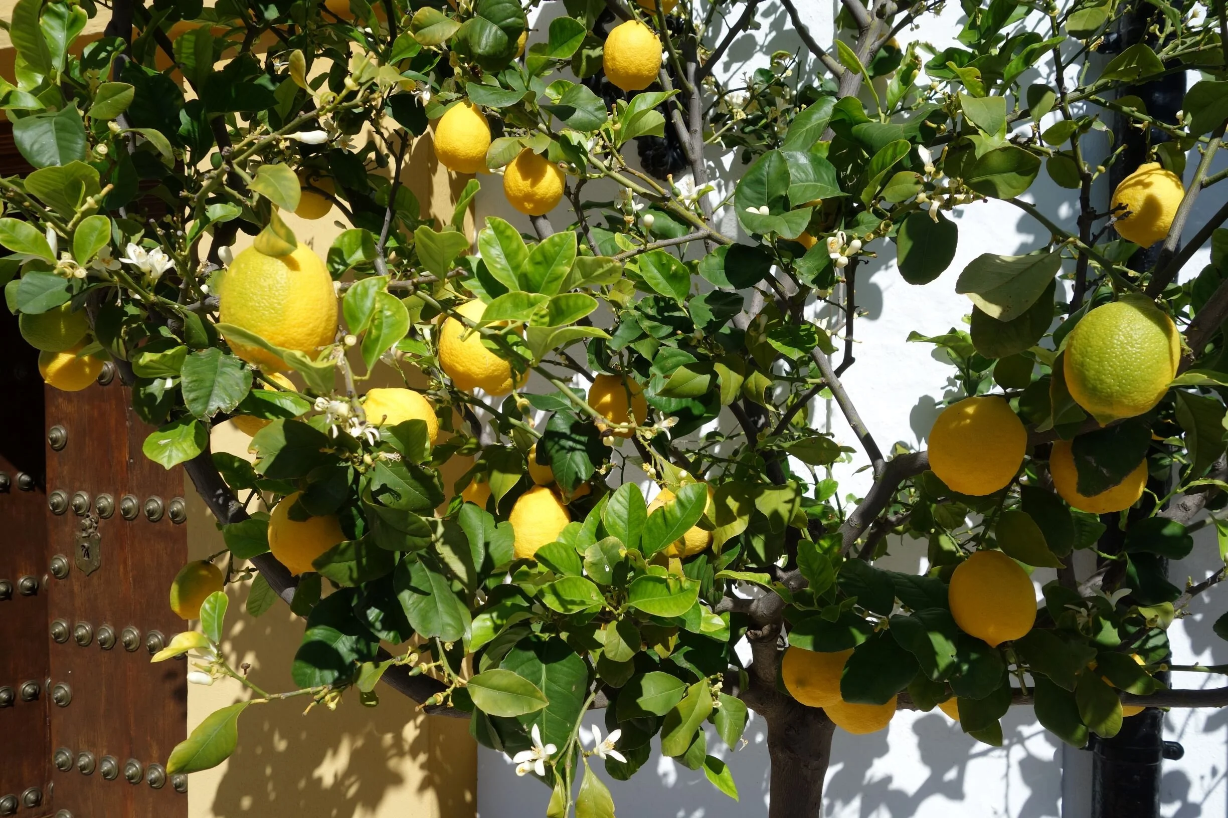 Limonero en jardín