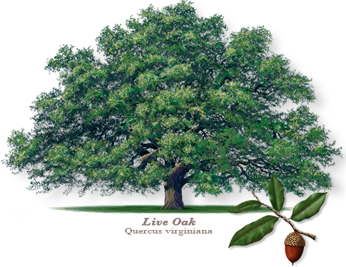 bow-485x375-Obrien-Liveoak-2.png
