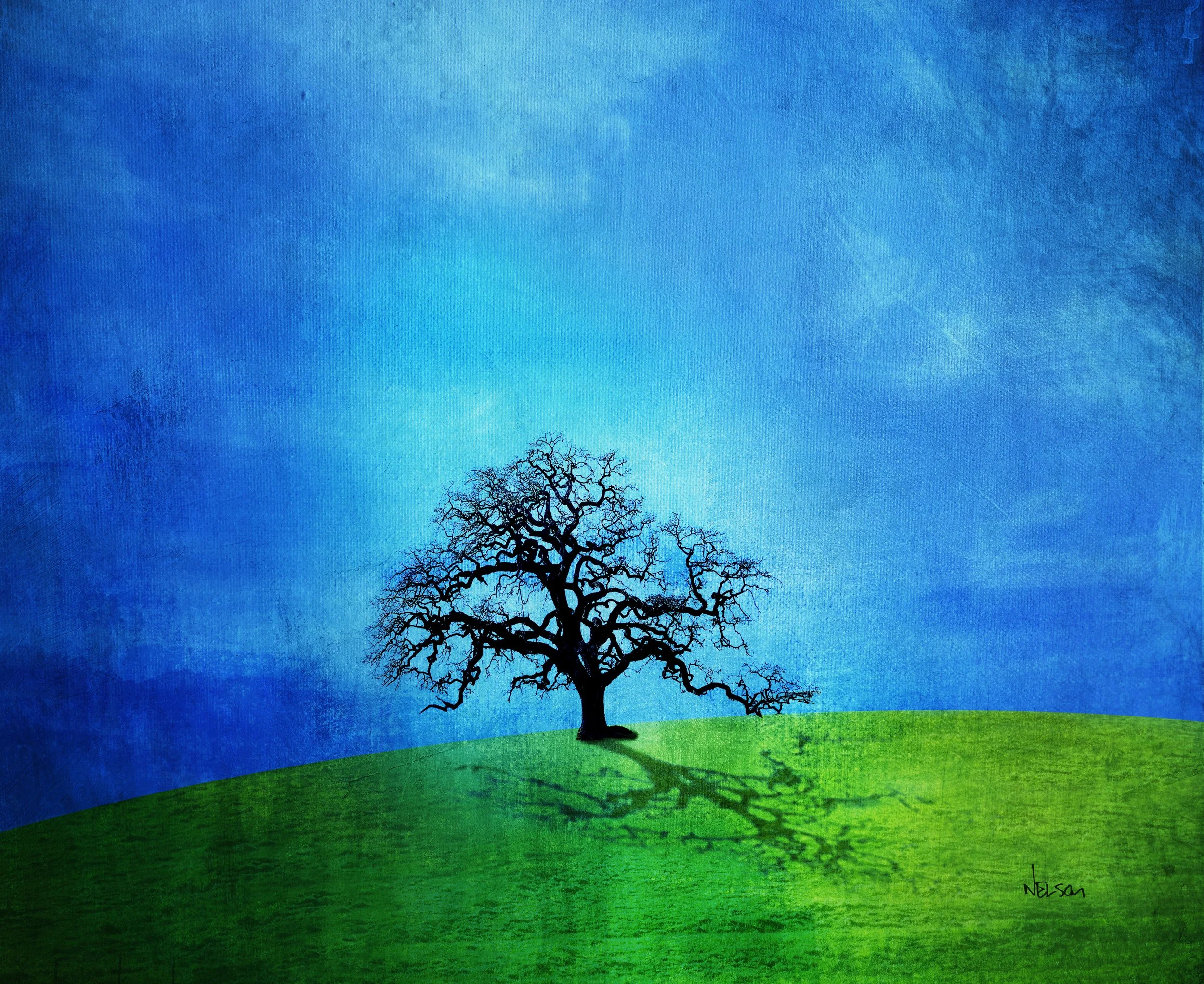 Oak on Hill