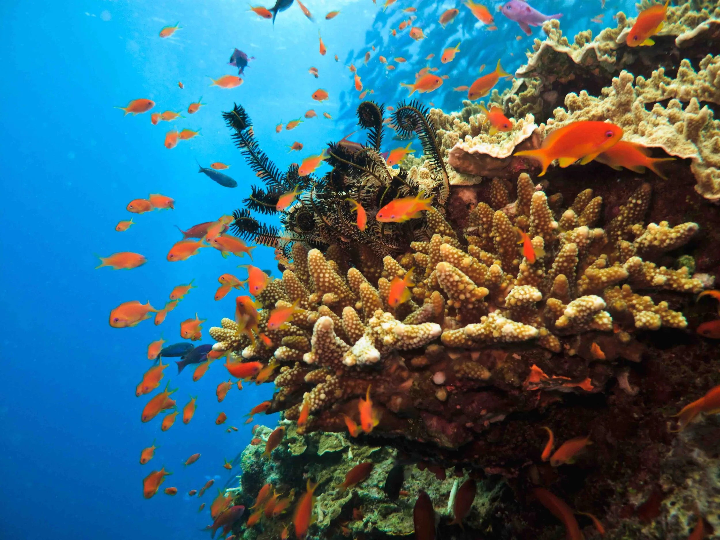 UNDERWATER AUSTRALIA.jpg