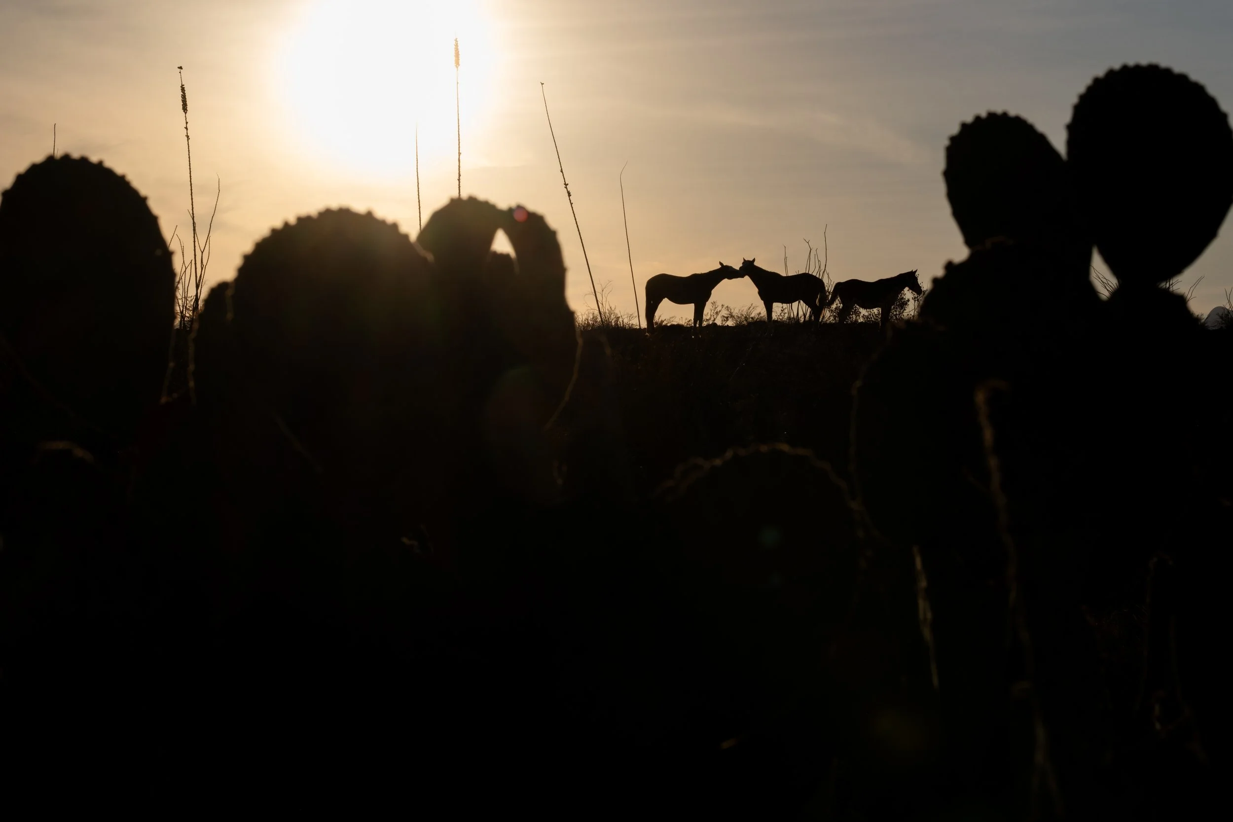 Horses graze Dec. 31, 2025, in Big Bend National Park.