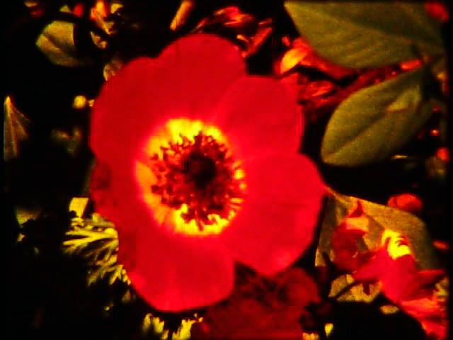 INFRARED: COLOR THEORY (NYC)