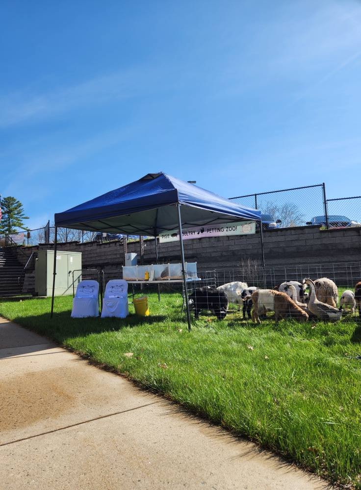 Our small petting zoo set-up. This includes a tent, petting table with rabbits, and fenced-in goats and sheep. This is at Healthy kids day at the YMCA in Springvale, Maine.