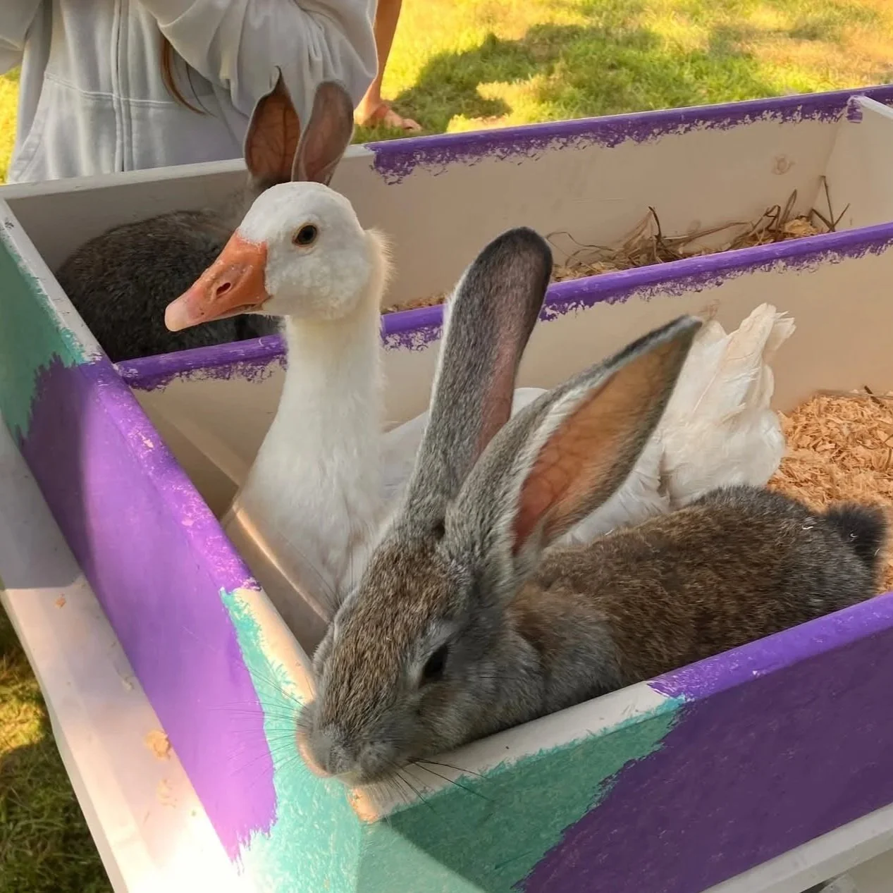 A white sebastapol mix goose and a flemish giant rabbit inside a purple and white wooden enclosure, with a rabbit in the background. This is our petting table for events.