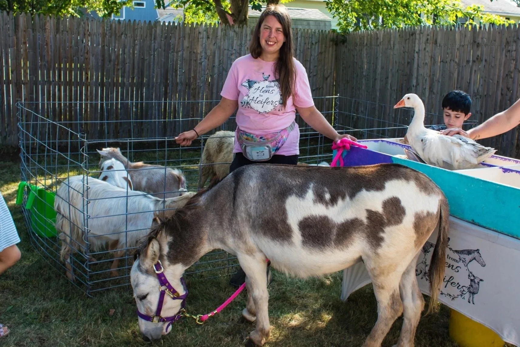 A backyard petting zoo birthday party. The owner stands with Tony the spotted mini donkey, a pen of fainting goats behind her, and a goose on the table next to her. A sunny day in Saco, Maine.