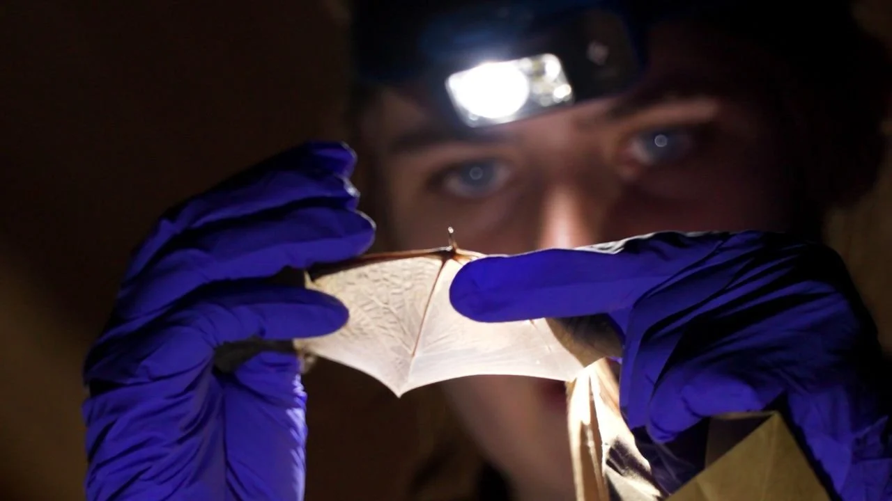 Biologist examines bat wing