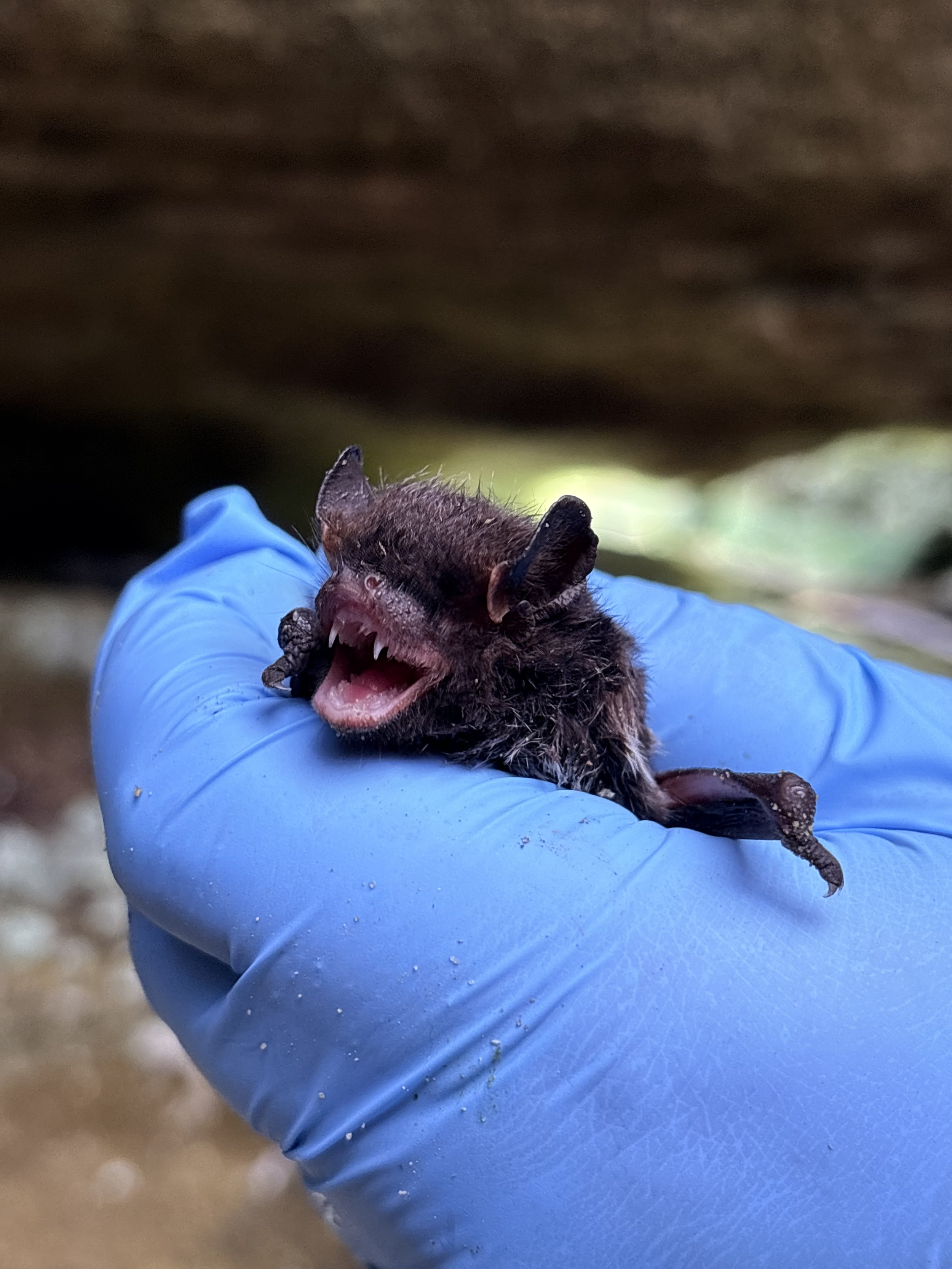 Silver-haired bat (Lasionycteris noctivagans) being held by a bat biologist