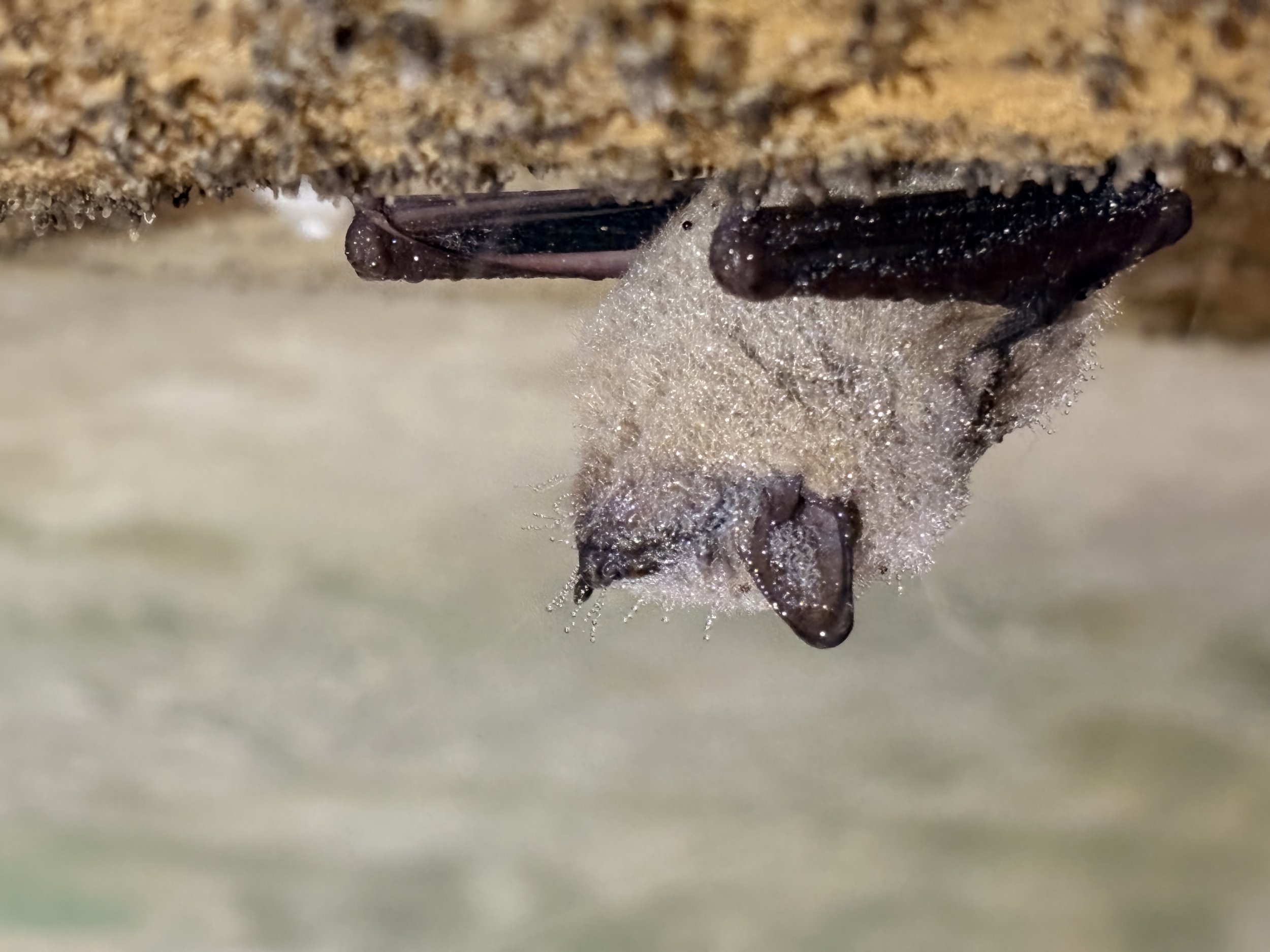 Tri-colored bat (Perimyotis subflavus) hibernating and covered in dew