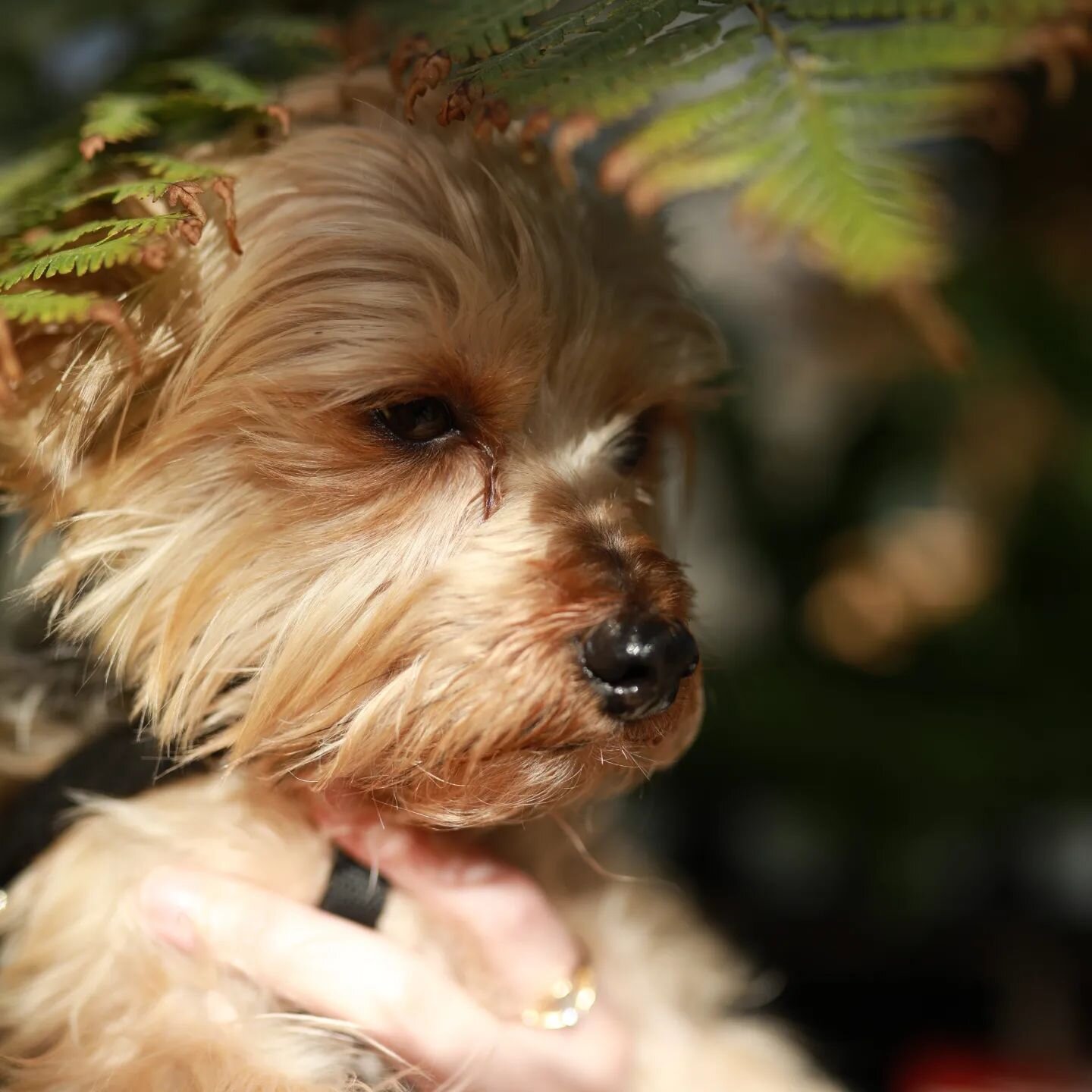 Glamor Jett

#dogsofinstagram #glamourshots #plants