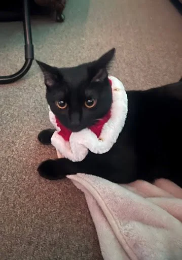 Banksy the Cat