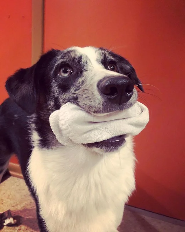 This one goes out to Scarlett and Rue, the World’s Best Sock Collectors / World’s Worst Dogs.
#aussiesdoingthings #socks #puppies #australianshepherd #puppylove #dogs #dogoftheday