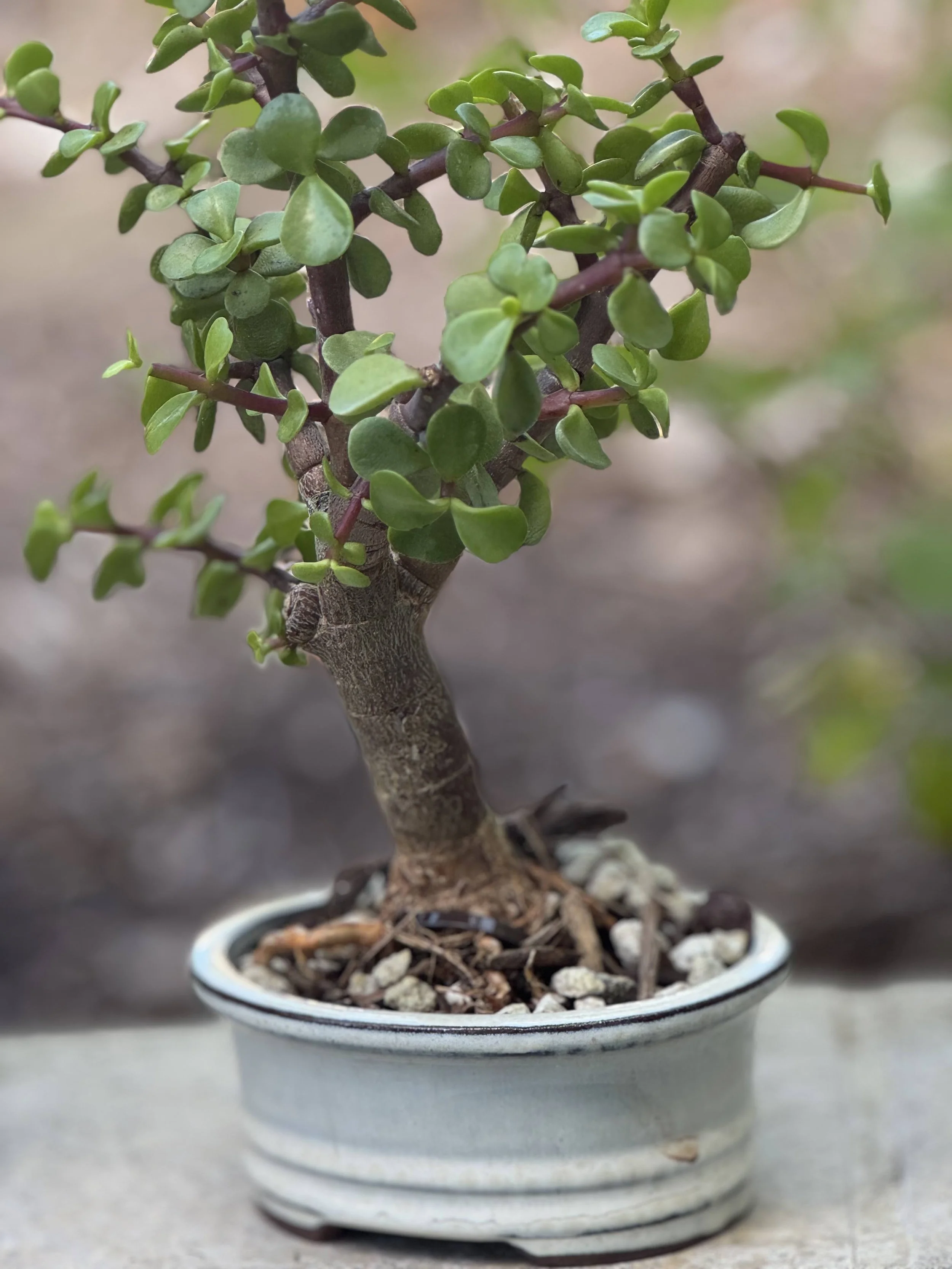 Bonsai Class