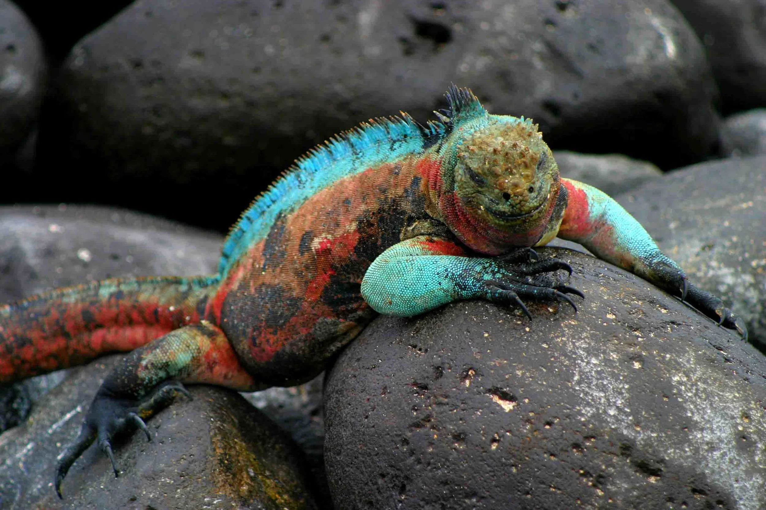 Marine-iguana-Galapagos-islands.jpg