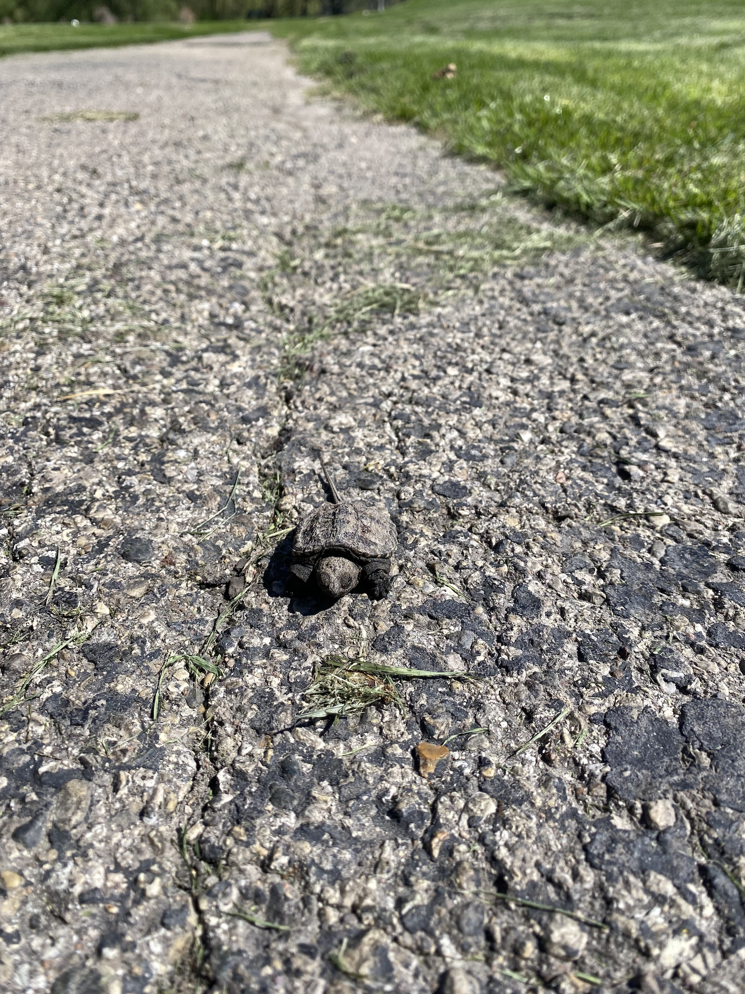 tiny turtle 2.png