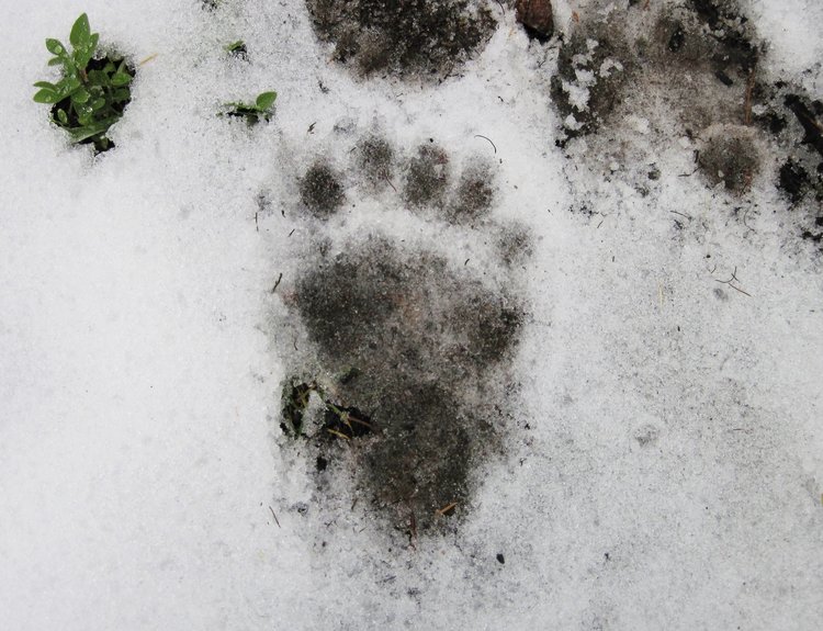 Black bear tracks in the Pintler Range, Northern stretch of the Sacred Door Trail.