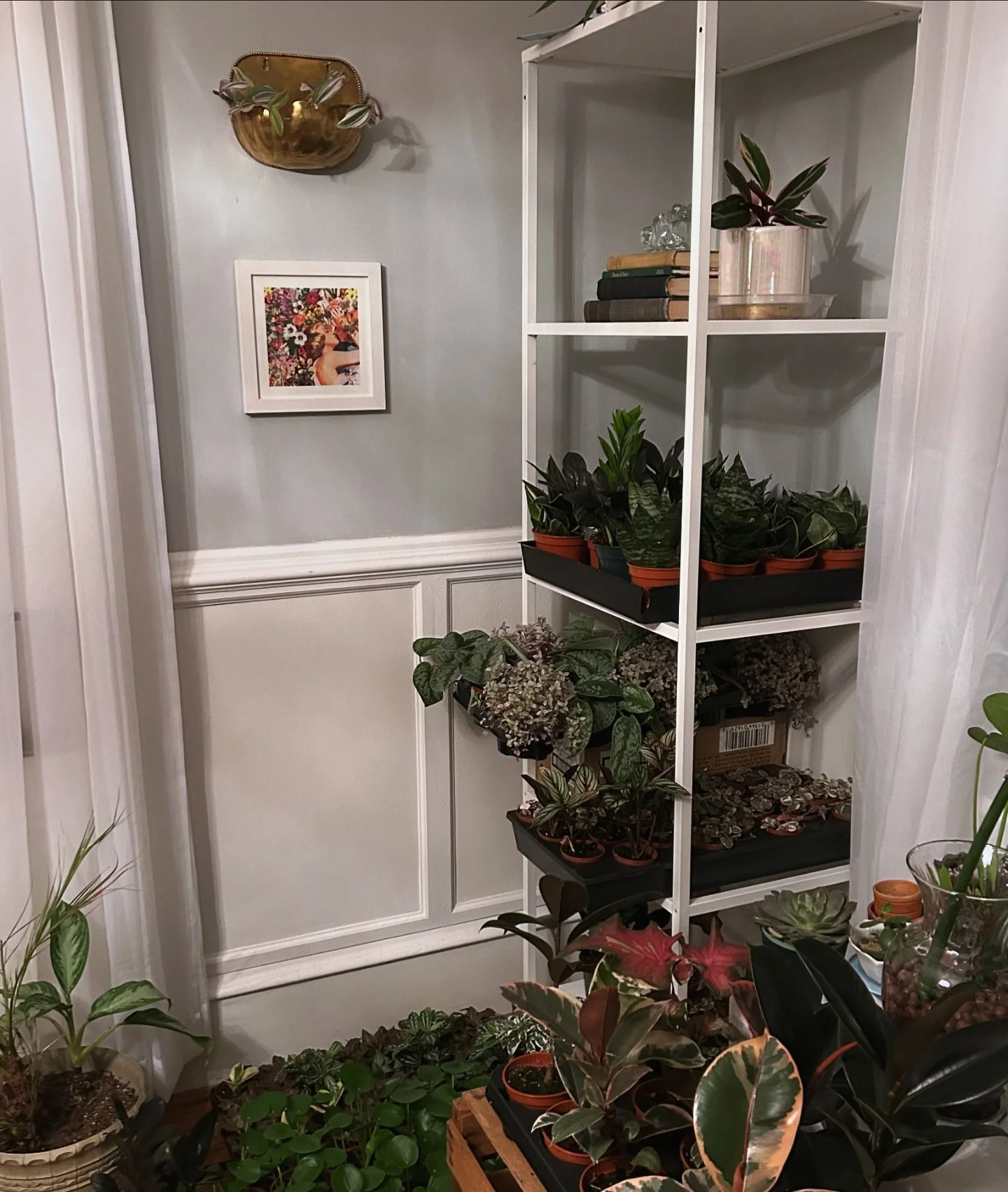 I&rsquo;m a totally normal and chill person who just happens to have a billion plants 

these beauties heading to @buildingcharacter717 this week 🪴✨or DM for local pick up!

✨ adorable gold wall planter from @reds_retroandvintage 
🎨 &ldquo;floral b