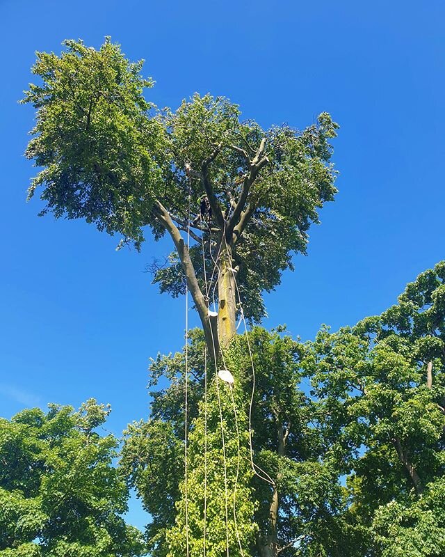 The team removed a large beech tree in a small back garden. It was full of nails with a rotten base.