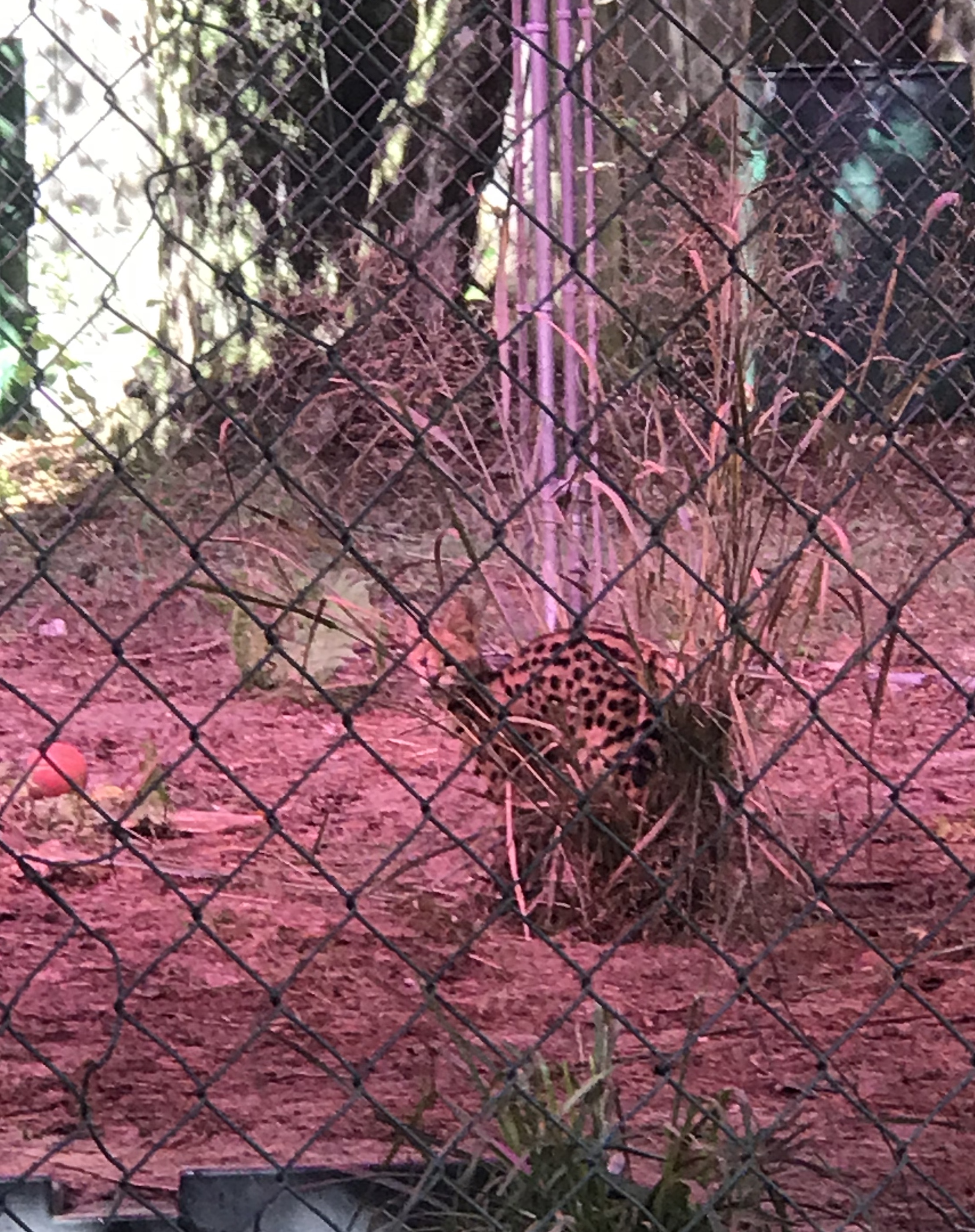 African Serval hiding in the grass