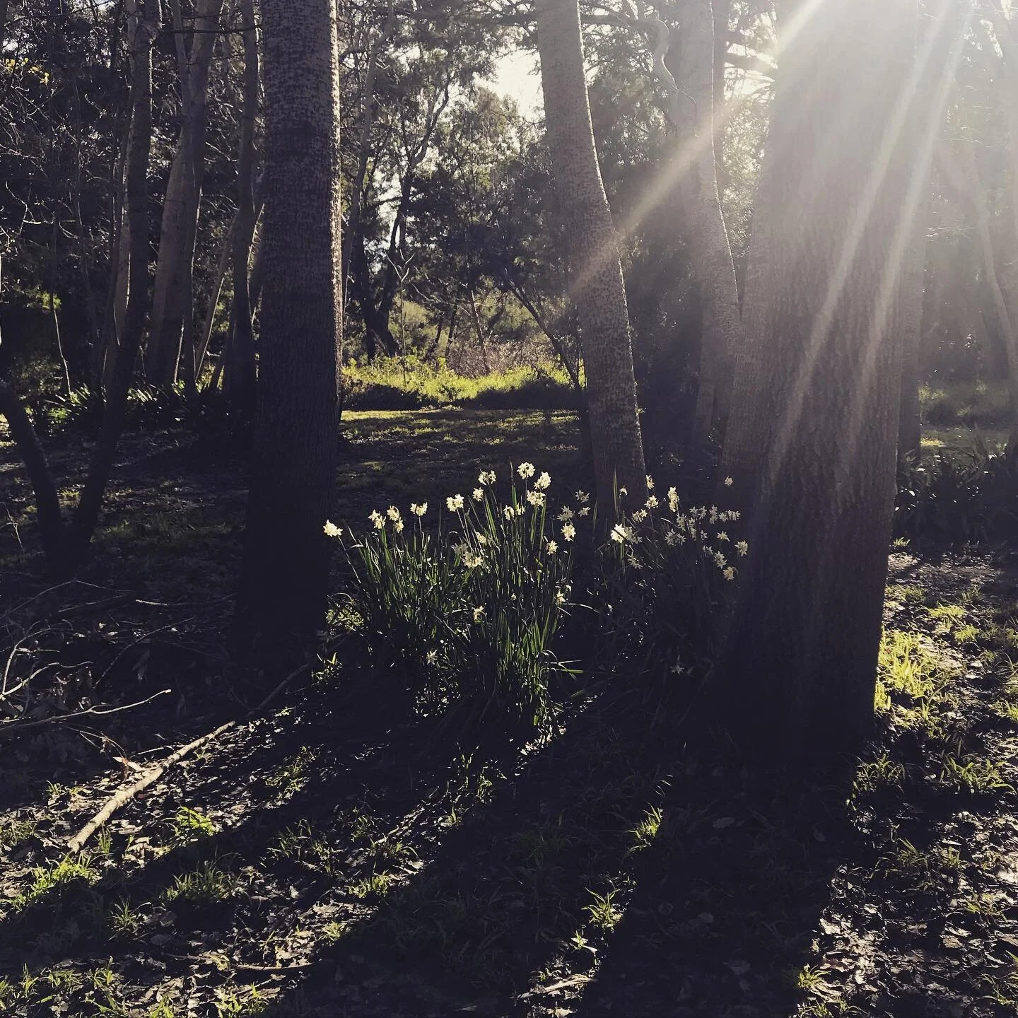 The world seems a bit messy right now and rather tricky to navigate, but new growth will always appear wherever there is light. ❤️🌈🌿

We will recommence zoom classes on Monday. Please follow link in bio for more information.  Hope to see you there. 

#together #community #kindness #support #yoga #practice