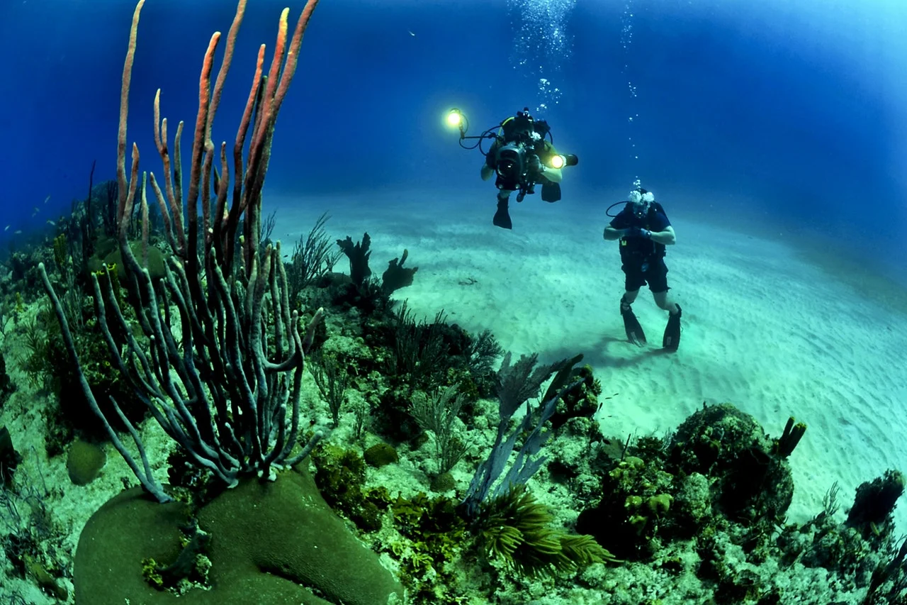 divers-scuba-reef-underwater-37542.jpeg