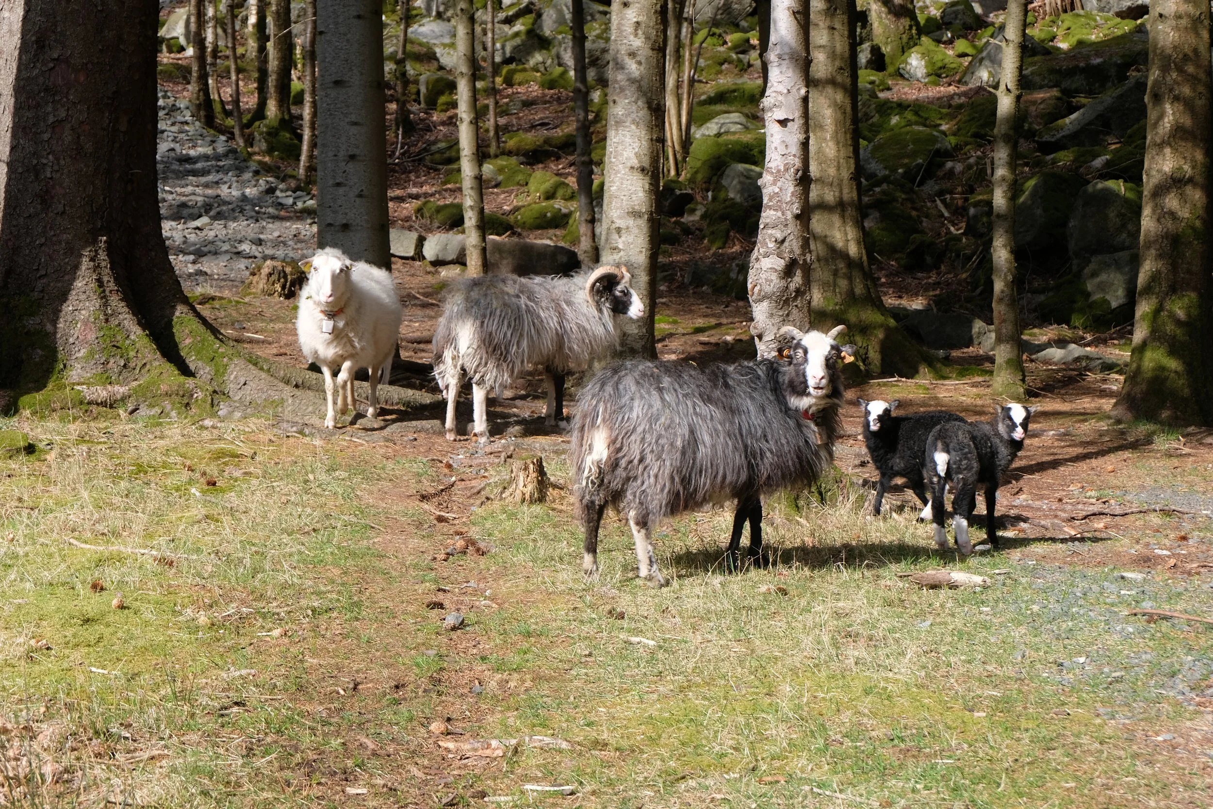 DSCF6075.JPG
