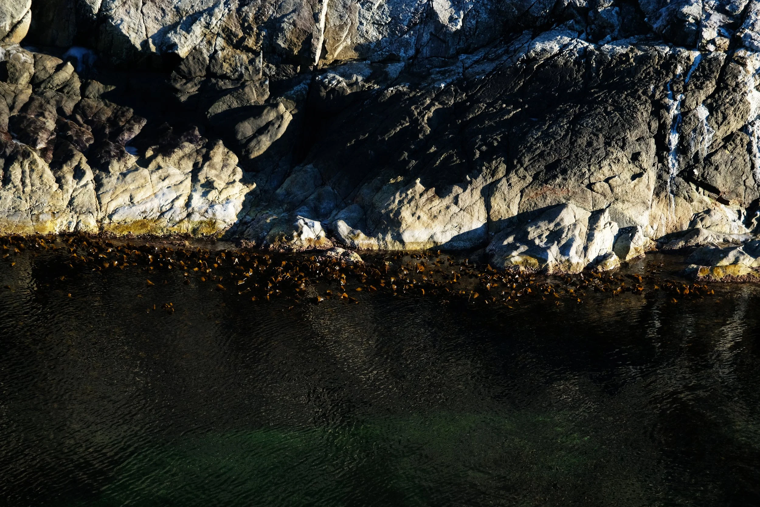 The sea-life here are very rich. You can see the most beautiful colors in the sea.