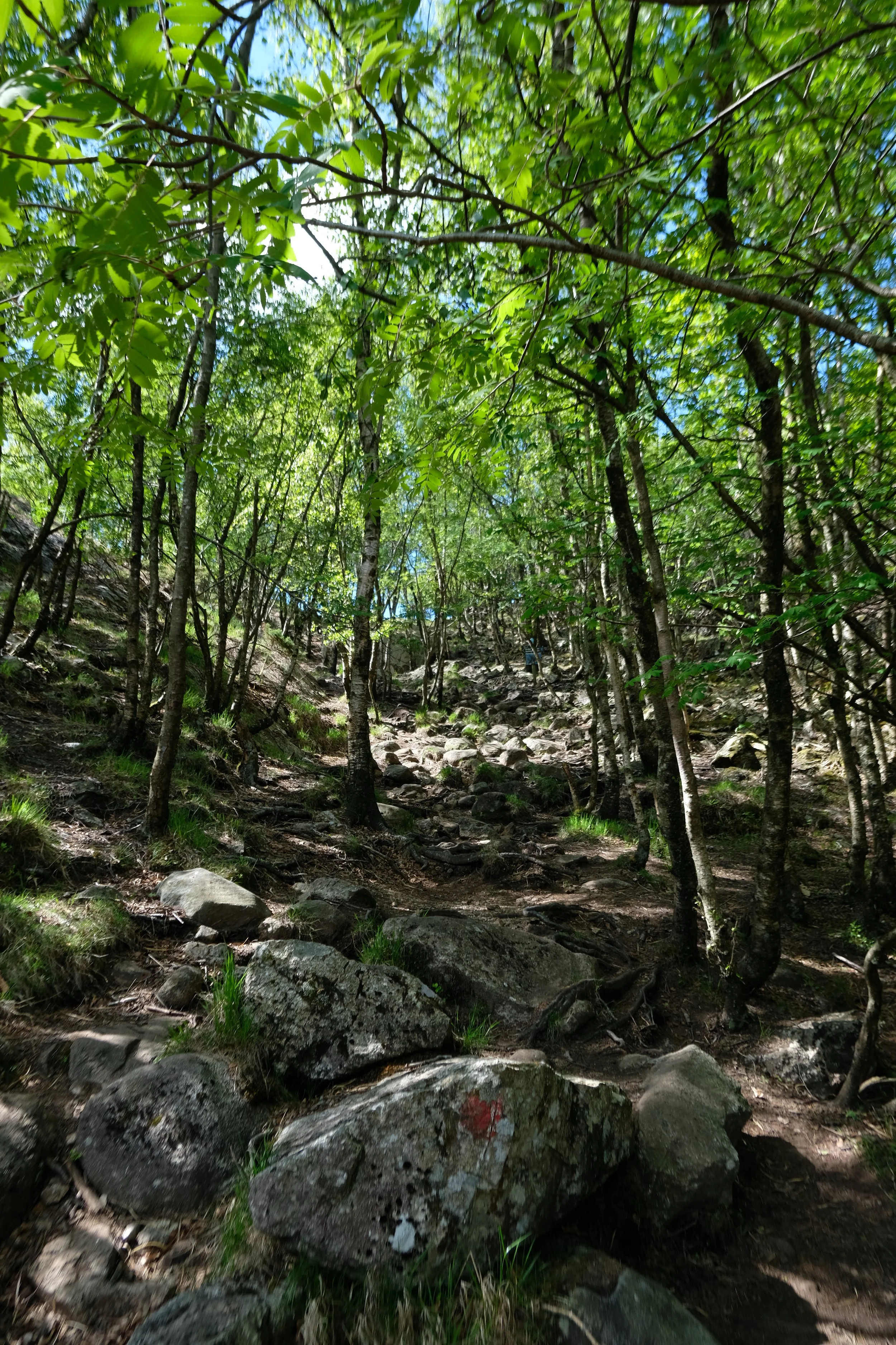 DSCF0245.JPG