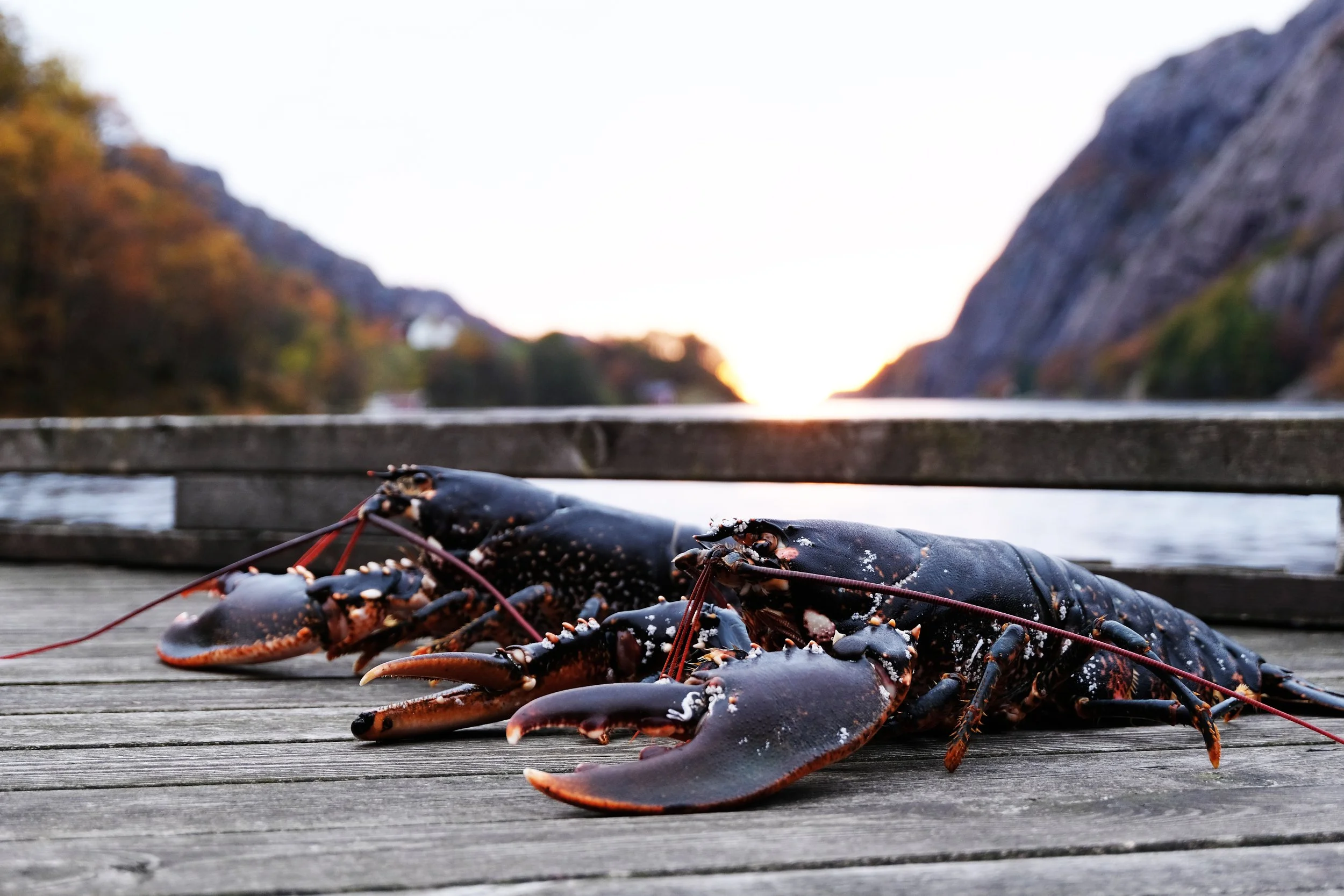 DSCF3563FIXlobsters.jpg