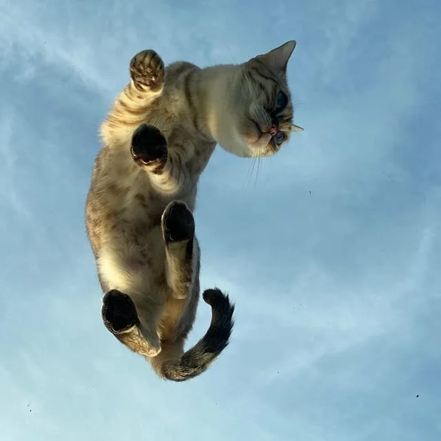 💛FLYING CAT? | Wishing you all a fab weekend! .
.
.
.
.
.
.
.
#bengal #bengalcat #fridaymood #fridayfeeling #burokif #burokif_interiordesign