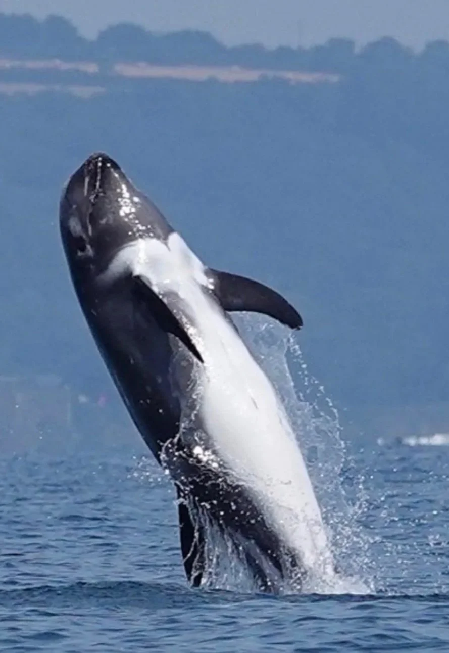 Riso Dolphin, spotted two but this photo is taken from The Times, mentioning these spotted off Falmouth.
