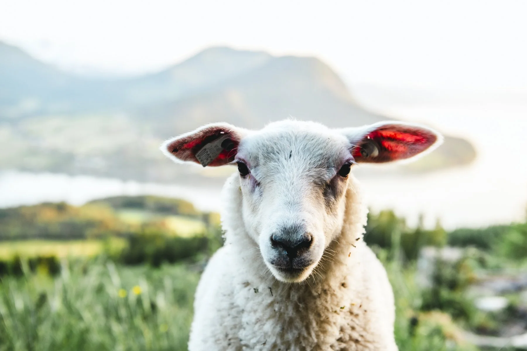 Fotograf Kristine Hellemo_wedding norway_fjellbryllup_-3.jpg