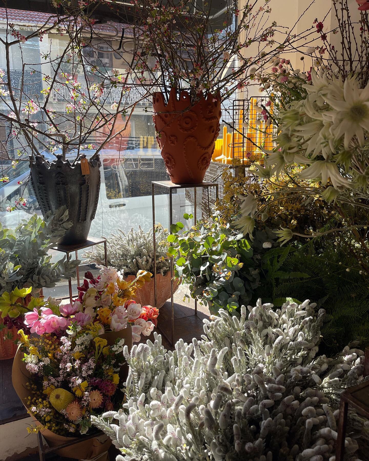 Spring!

#besspaddington 
#williamstreetpaddington 
#australianflora 
#flannelflowers