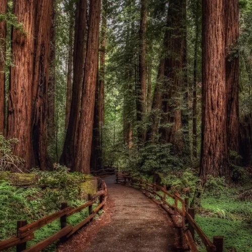 cathedral-grove-rainforest_2560x1440 - Square.jpeg