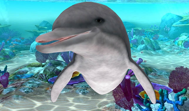 dolphin02-min.jpg