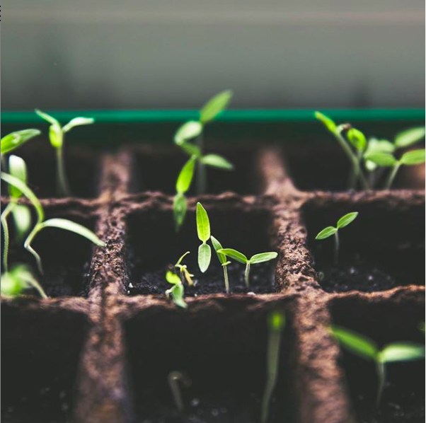 greenlightcrewjobs 🌱 ~ g r o w t h ~ 🌱 . Plan your new beginning with Greenlight. Visit our website (link in bio) to join a new crop of cannabis entrepreneurs. . #newbeginnings #cannabiscareers #cannabis #recruitment #staffing #career #success #nyc #greenlight #instagood #holiday #wellness #nature #brooklyn #colorado #canada #entrepreneur