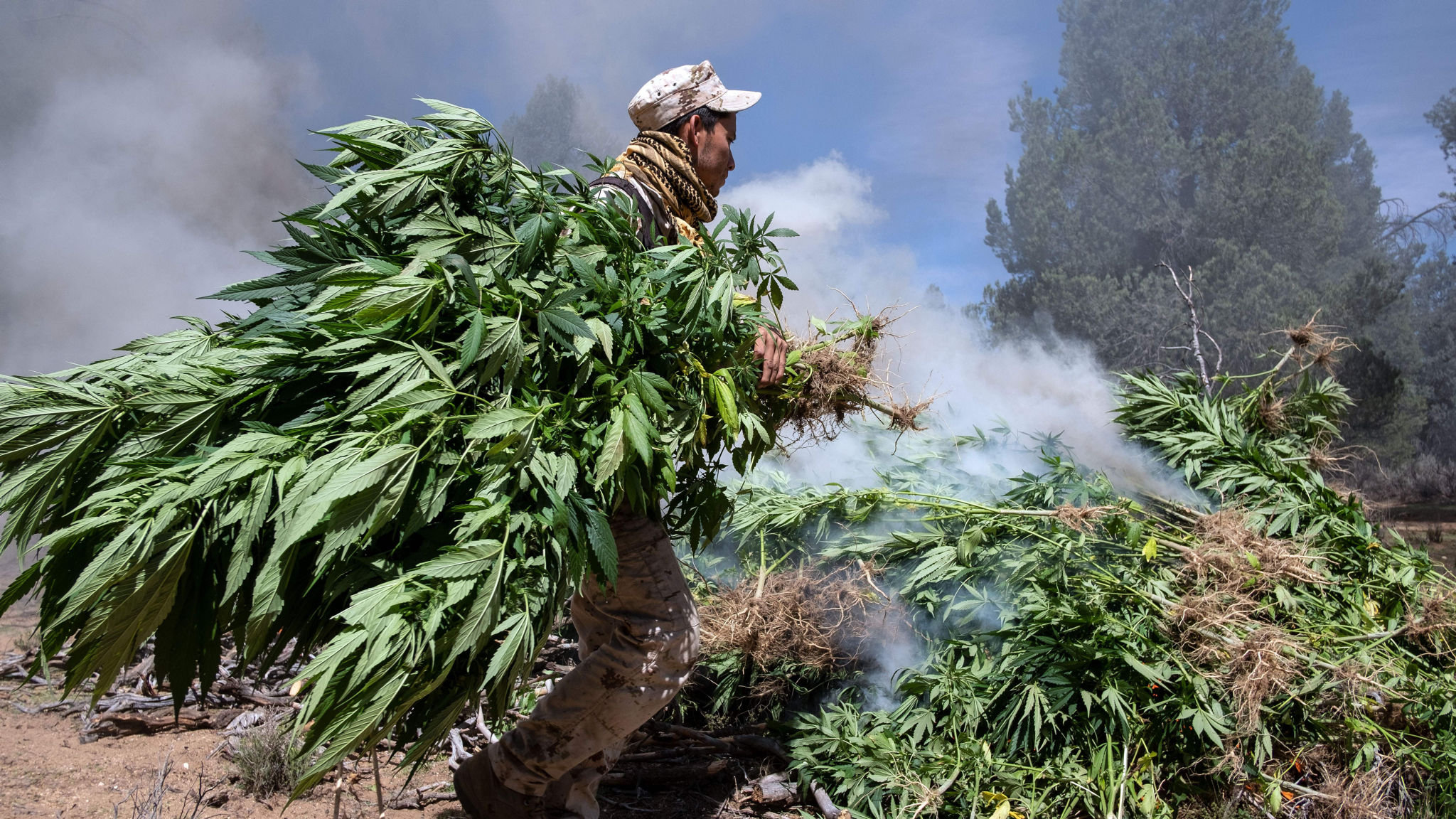мексика плантация марихуана
