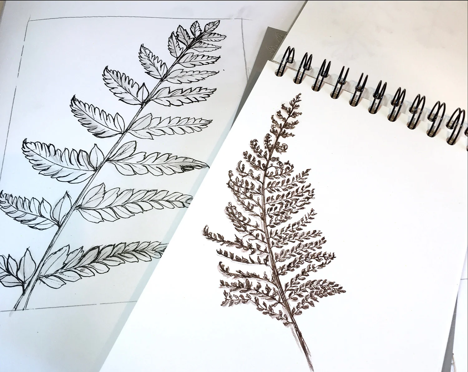 Fern sketches