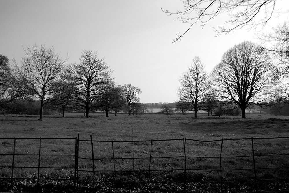 Gunby trees and fence.jpg