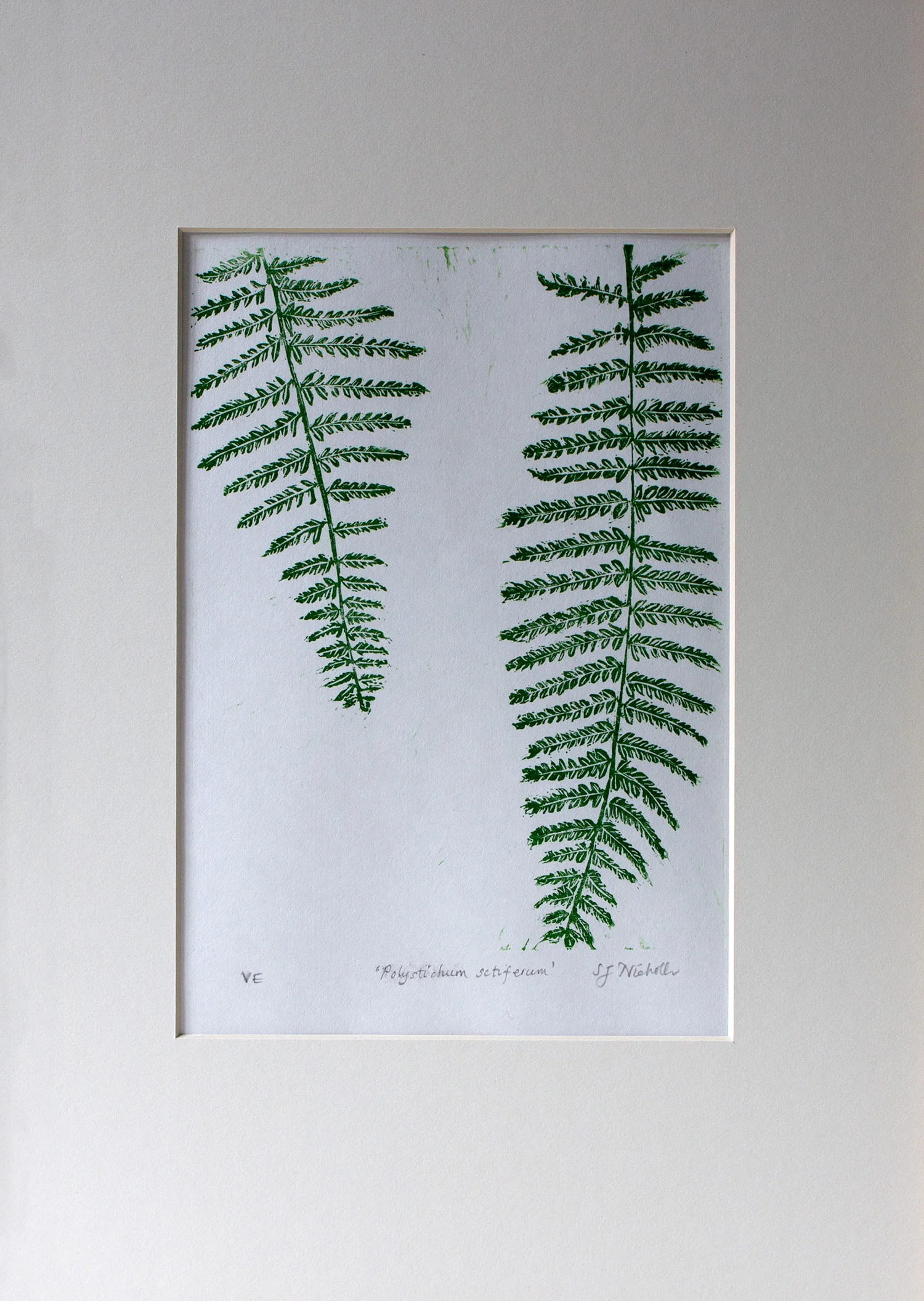 Fern Polystichum setiferum closeup.jpg