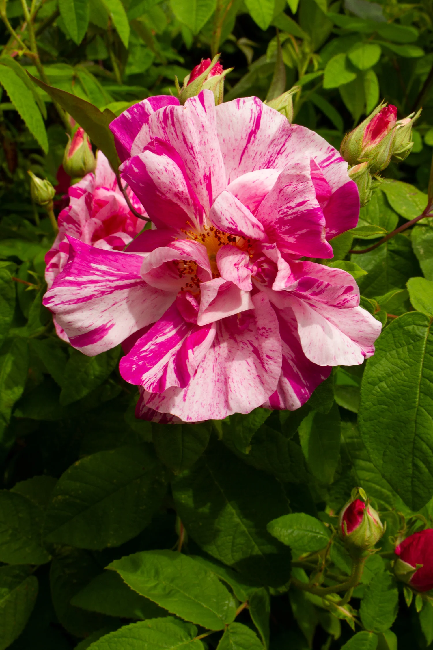 Rosa mundi.jpg