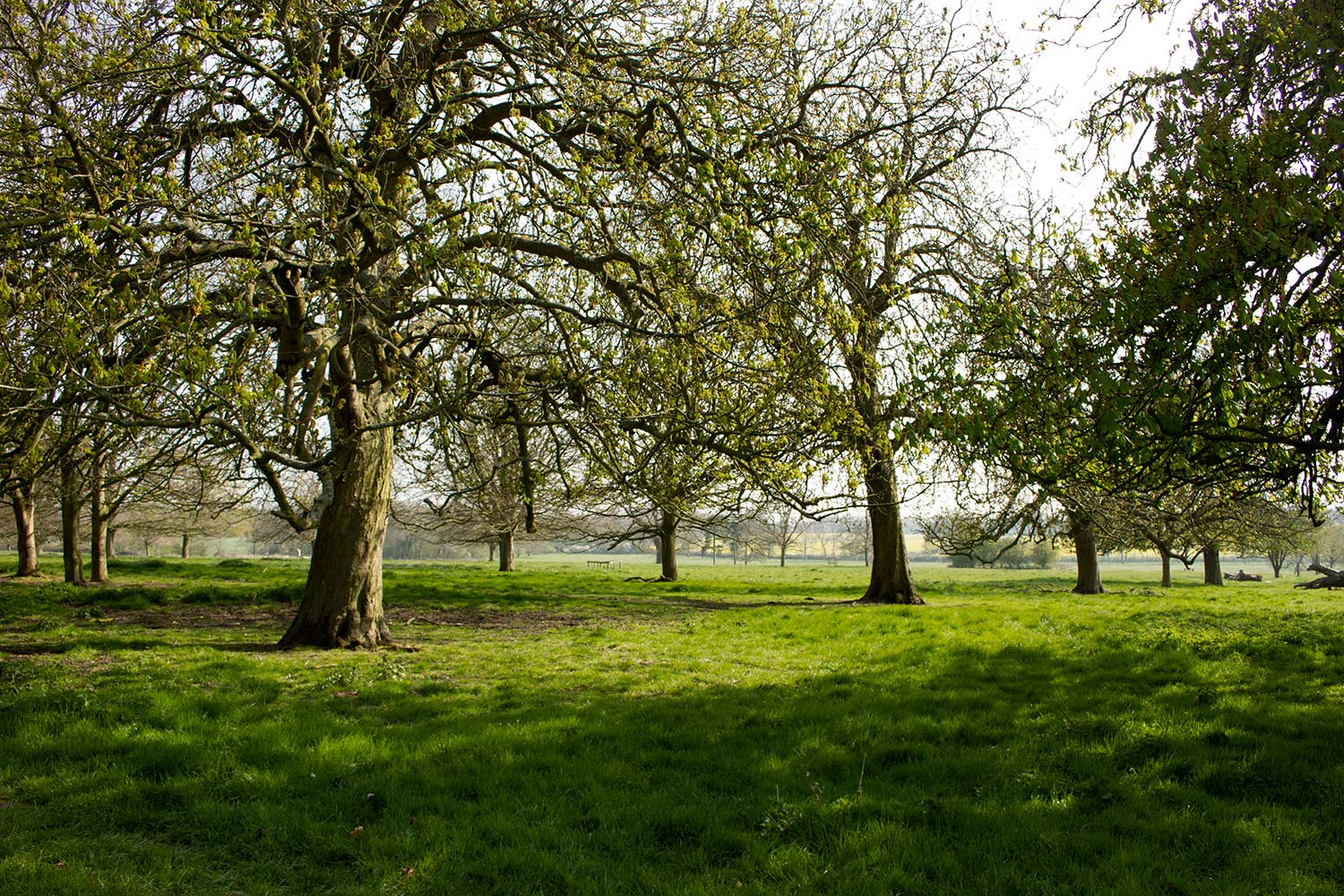 More trees Gunby.jpg