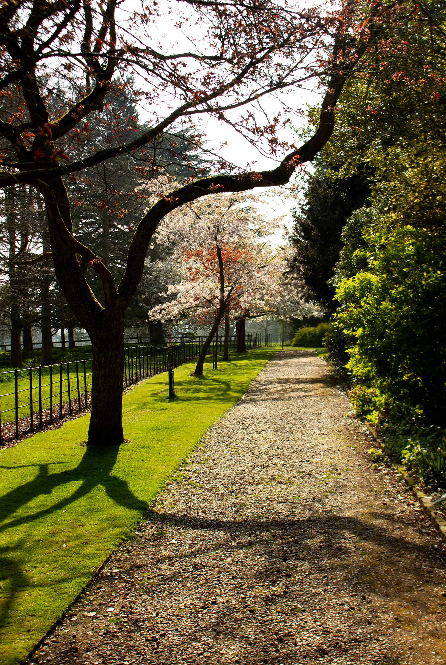 Cherry Trees Gunby.jpg