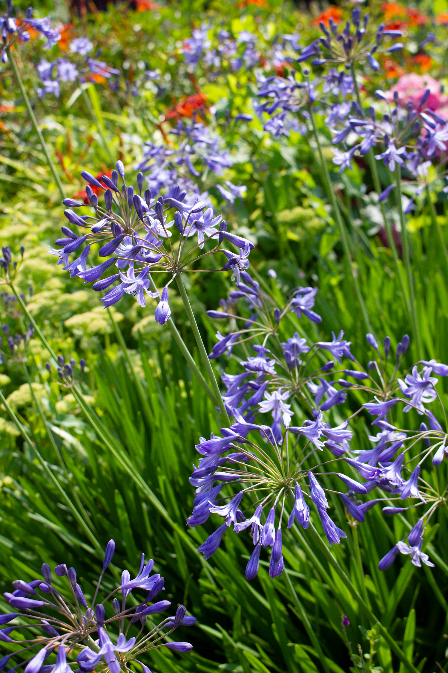 Agapanthus at Gunby.jpg